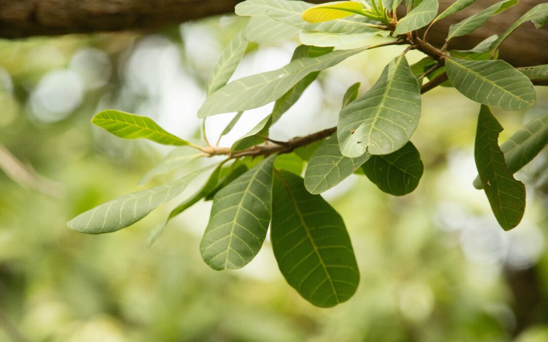 Reaping the benefits of nature